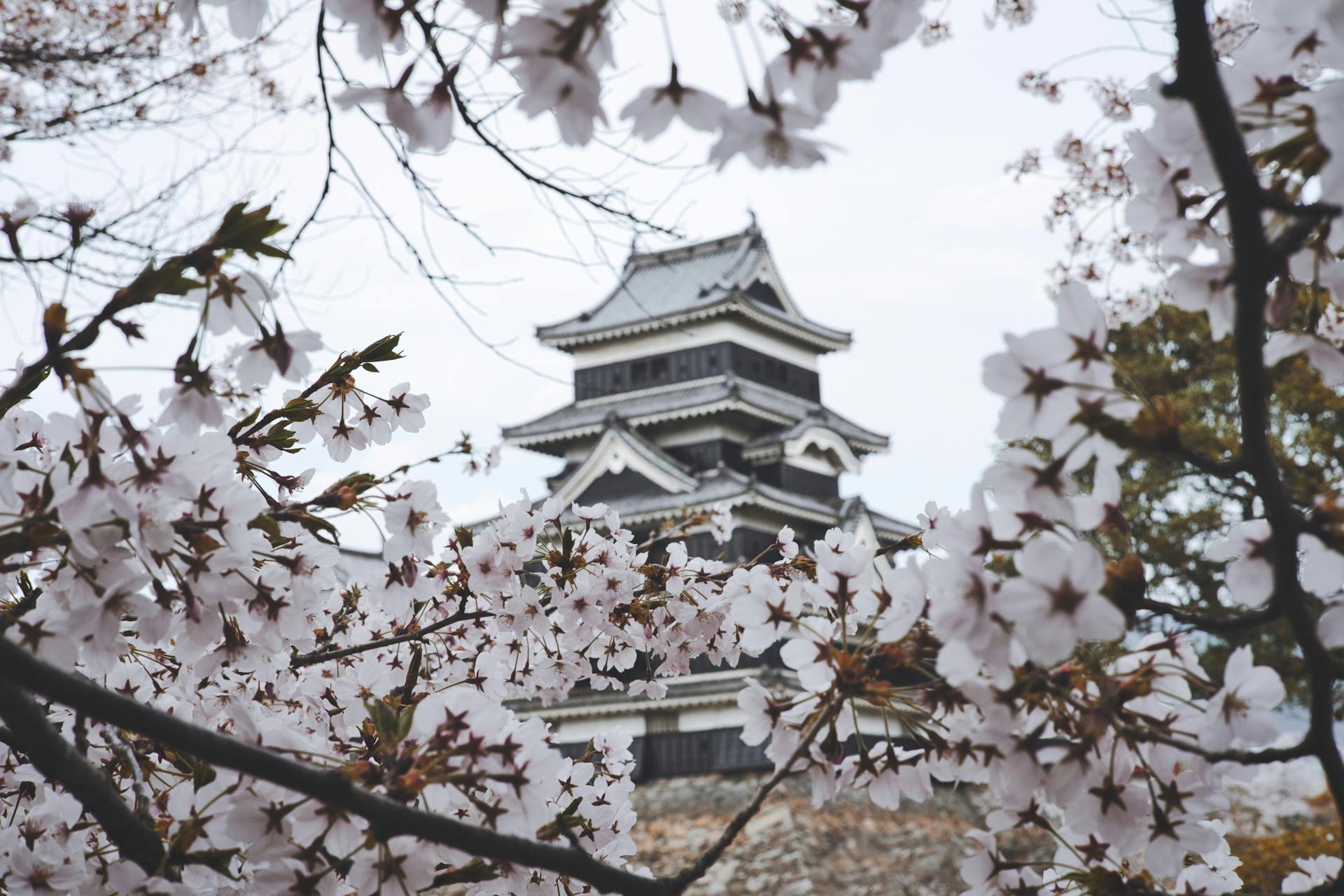 Japan travel guide for Indians 2026 - cherry blossom and castle